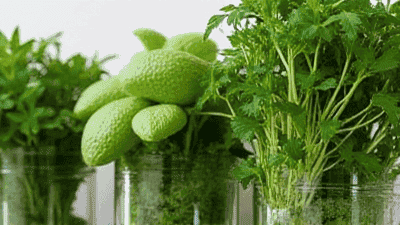 How to Store Fresh Herbs: Extend Their Flavor